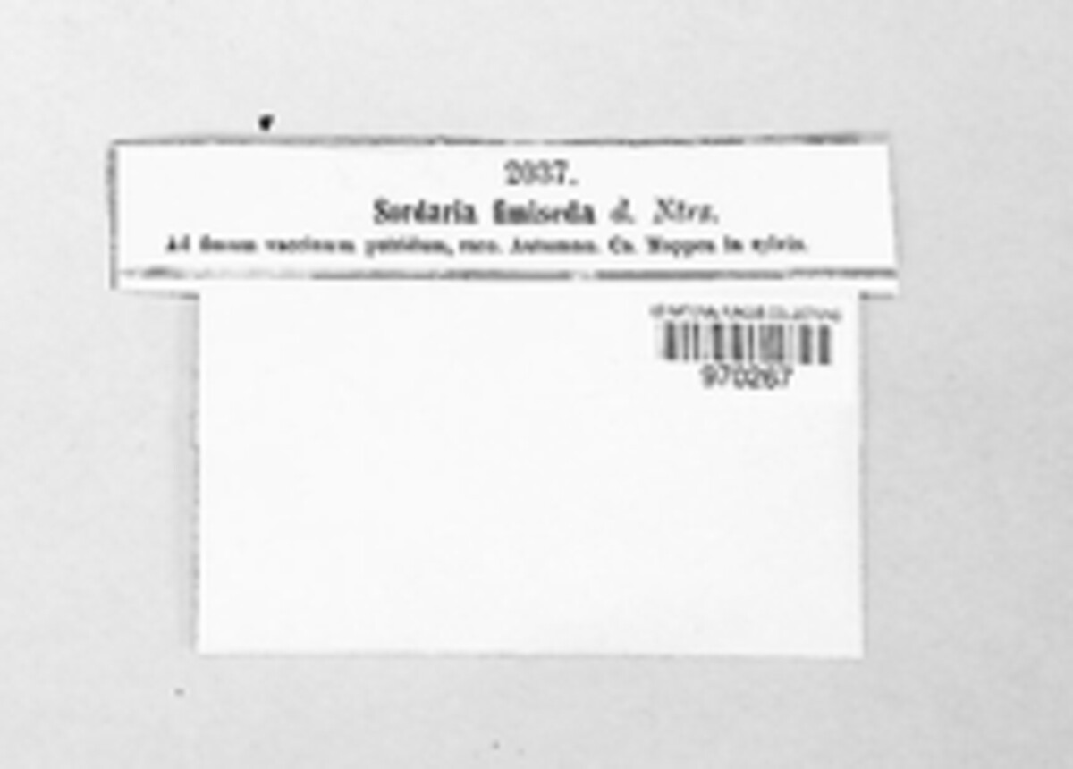 Podospora fimiseda image
